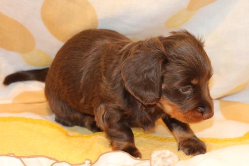 成約済の愛知県のカニンヘンダックスフンド(ロングヘアード)-47338の9枚目