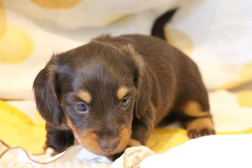 成約済の愛知県のカニンヘンダックスフンド(ロングヘアード)-47338の8枚目