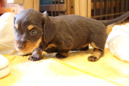 成約済の愛知県のカニンヘンダックスフンド(ロングヘアード)-47338の7枚目