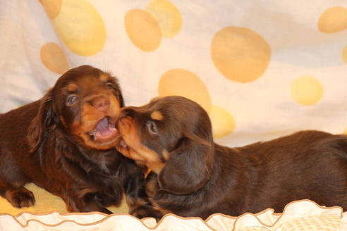 成約済の愛知県のカニンヘンダックスフンド(ロングヘアード)-47338の6枚目
