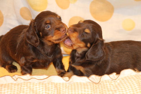 成約済の愛知県のカニンヘンダックスフンド(ロングヘアード)-47338の5枚目
