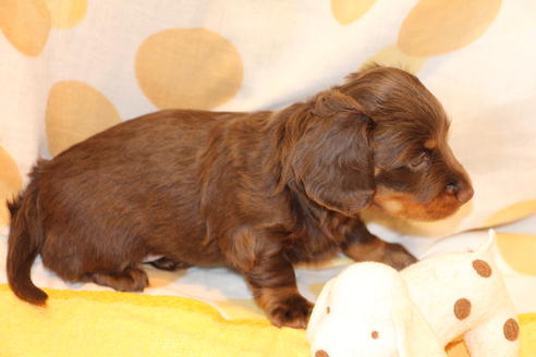 成約済の愛知県のカニンヘンダックスフンド(ロングヘアード)-47337の10枚目