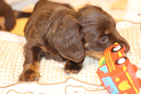 成約済の愛知県のカニンヘンダックスフンド(ロングヘアード)-47337の9枚目