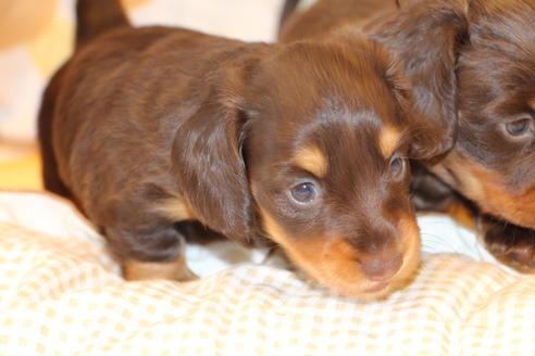 成約済の愛知県のカニンヘンダックスフンド(ロングヘアード)-47337の8枚目