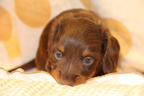 成約済の愛知県のカニンヘンダックスフンド(ロングヘアード)-47337の7枚目