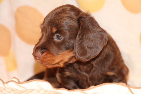 成約済の愛知県のカニンヘンダックスフンド(ロングヘアード)-47337の6枚目