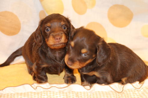 成約済の愛知県のカニンヘンダックスフンド(ロングヘアード)-47337の5枚目