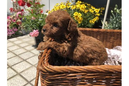 成約済の香川県のトイプードル-48649の3枚目
