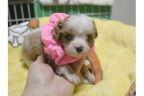成約済の埼玉県のキャバリアキングチャールズスパニエル-49000の2枚目