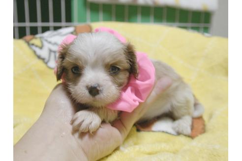 成約済の埼玉県のキャバリアキングチャールズスパニエル-49000の3枚目