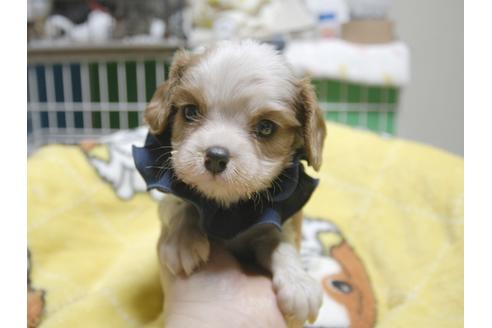 成約済の埼玉県のキャバリアキングチャールズスパニエル-49001の5枚目