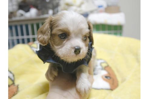 成約済の埼玉県のキャバリアキングチャールズスパニエル-49001の3枚目