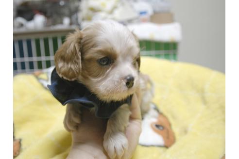 成約済の埼玉県のキャバリアキングチャールズスパニエル-49001の4枚目