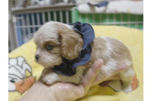 成約済の埼玉県のキャバリアキングチャールズスパニエル-49001の1枚目