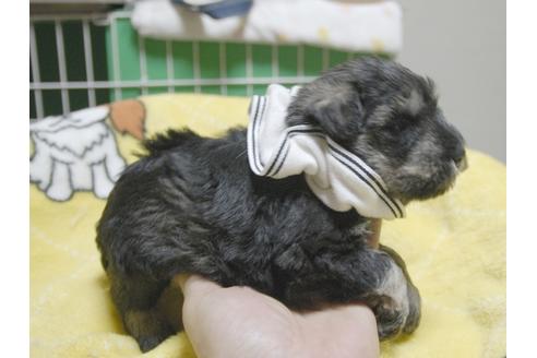 成約済の埼玉県のミニチュアシュナウザー-49002の2枚目
