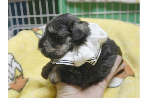 成約済の埼玉県のミニチュアシュナウザー-49002の3枚目