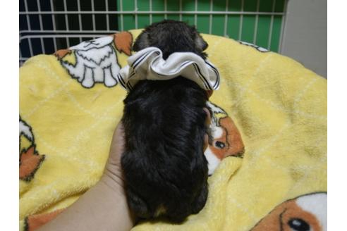 成約済の埼玉県のミニチュアシュナウザー-49002の1枚目