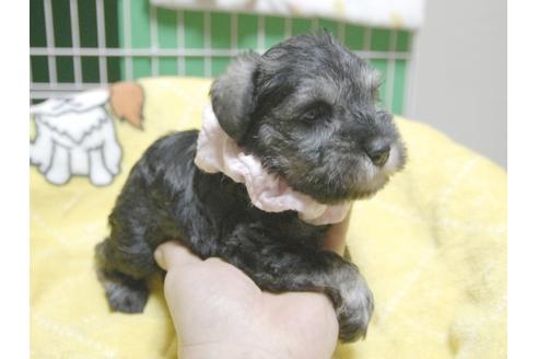 成約済の埼玉県のミニチュアシュナウザー-49005の3枚目
