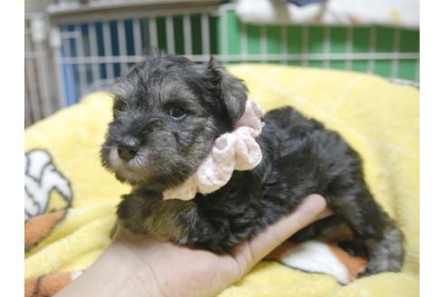 成約済の埼玉県のミニチュアシュナウザー-49005の4枚目