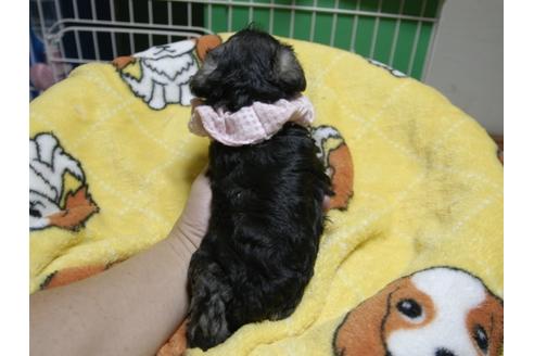 成約済の埼玉県のミニチュアシュナウザー-49005の1枚目