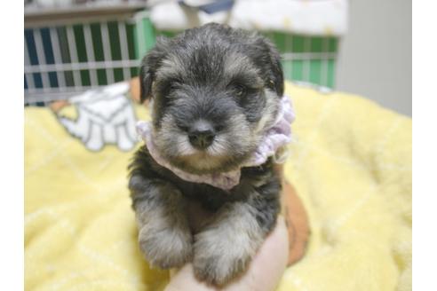 成約済の埼玉県のミニチュアシュナウザー-49006の5枚目