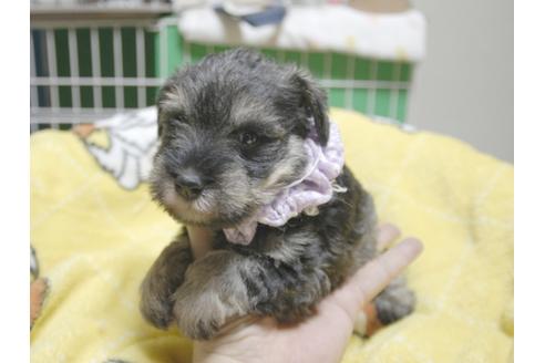 成約済の埼玉県のミニチュアシュナウザー-49006の3枚目