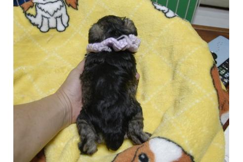 成約済の埼玉県のミニチュアシュナウザー-49006の2枚目