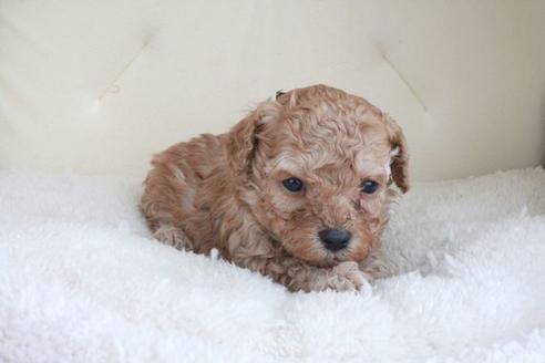 成約済の滋賀県のトイプードル-47188の2枚目