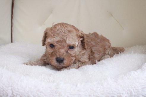 成約済の滋賀県のトイプードル-47188の1枚目