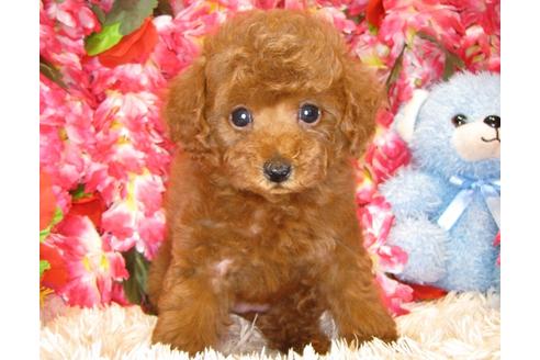 成約済の茨城県のトイプードル-49056の2枚目