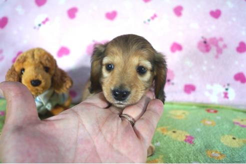成約済の兵庫県のミニチュアダックスフンド(ロングヘアード)-49075の3枚目