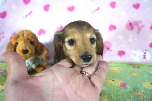 成約済の兵庫県のミニチュアダックスフンド(ロングヘアード)-49075の4枚目