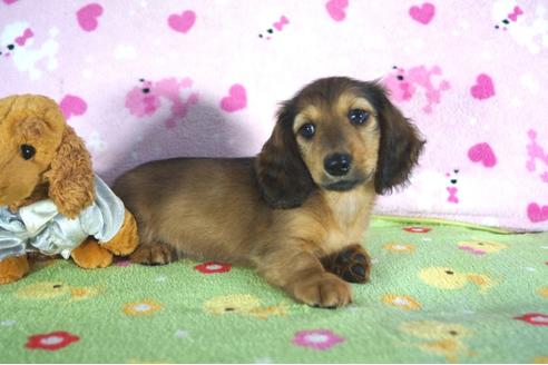 成約済の兵庫県のミニチュアダックスフンド(ロングヘアード)-49079の3枚目