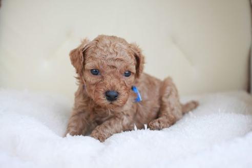 成約済の滋賀県のトイプードル-47999の2枚目