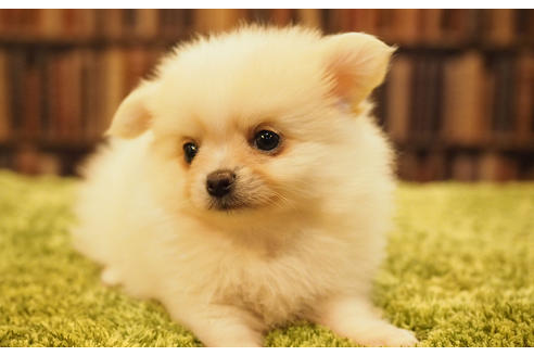 成約済の愛知県のポメチワ:ポメラニアン×チワワ-47853の7枚目