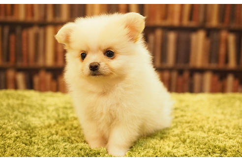 成約済の愛知県のポメチワ:ポメラニアン×チワワ-47853の6枚目