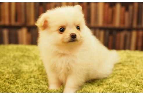 成約済の愛知県のポメチワ:ポメラニアン×チワワ-47853の5枚目