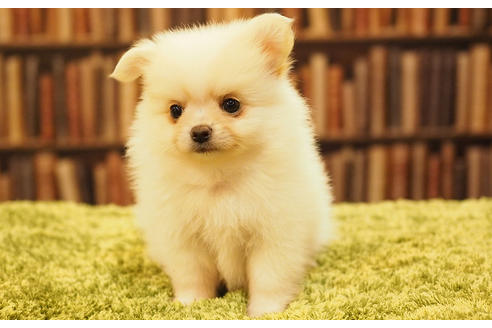 成約済の愛知県のポメチワ:ポメラニアン×チワワ-47853の3枚目