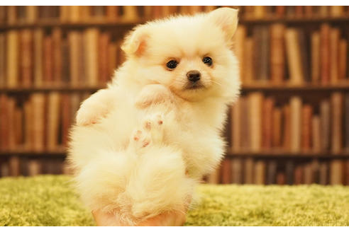 成約済の愛知県のポメチワ:ポメラニアン×チワワ-47853の2枚目
