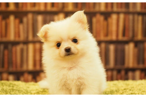 成約済の愛知県のポメチワ:ポメラニアン×チワワ-47853の1枚目
