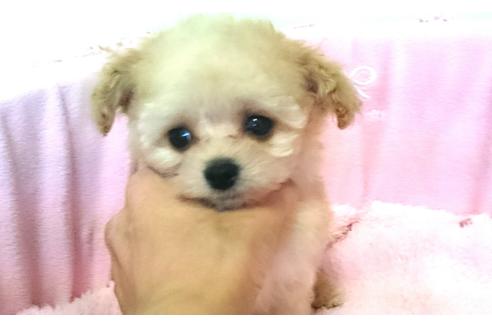 成約済の愛知県のトイプードル-48114の7枚目