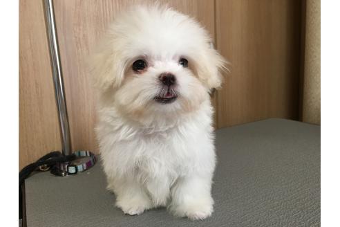 成約済の大阪府のマルチーズ-47371の4枚目