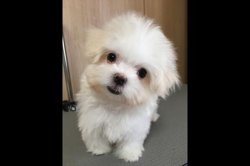 成約済の大阪府のマルチーズ-47371の3枚目