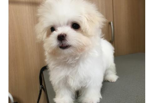 成約済の大阪府のマルチーズ-47371の2枚目