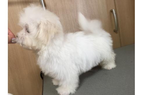 成約済の大阪府のマルチーズ-47371の1枚目