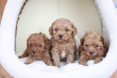 成約済の滋賀県のトイプードル-48777の5枚目