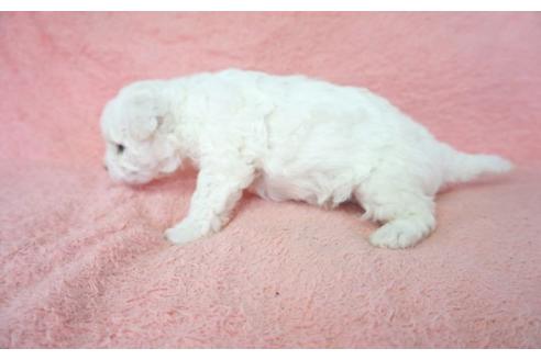 成約済の奈良県のビションフリーゼ-49109の2枚目
