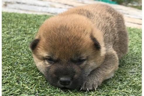 成約済の長崎県の柴犬-49128の4枚目
