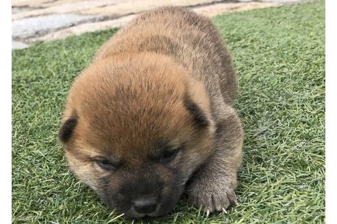 成約済の長崎県の柴犬-49128の2枚目
