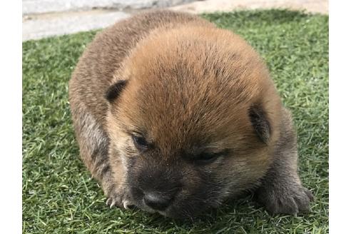 成約済の長崎県の柴犬-49128の1枚目